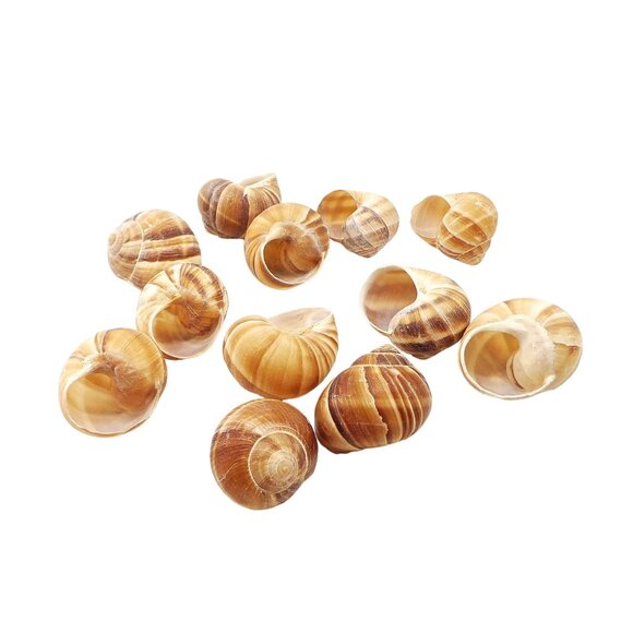 12 Escargot Snail 2" Baking Shells - Never Used - Picture 2 of 4